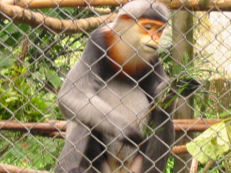 File:Cuc.Phuong.Primate.Rehab.center.jpg