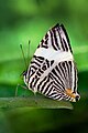 FPC caption: The Dirce Beauty (Colobura dirce) is a butterfly found in Central America and northern parts of South America.