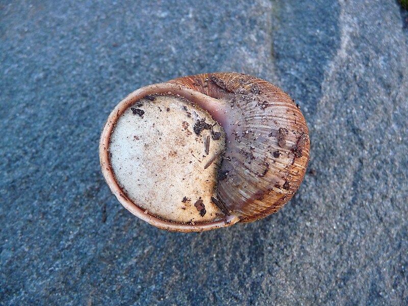 File:Epiphragma einer Weinbergschnecke.JPG