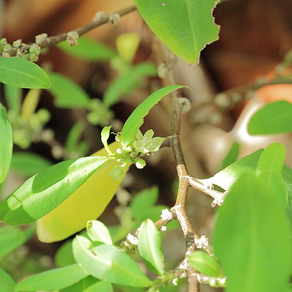 Archivo:Erythroxylum novogranatense-IMG 0472.jpg