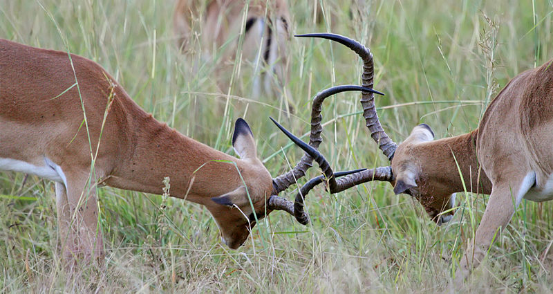 File:Fighting impalas edit2.jpg