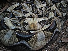 Gaboon Viper.jpg