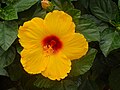 Hibiscus syriacus cultivar (Common Hibiscus)