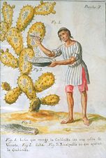 Animal dyestuff: cochineal scale insects being collected from a prickly pear, 1777