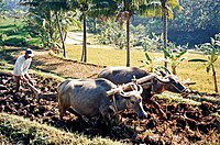 Ploughing a rice terrace with water buffaloes in Java