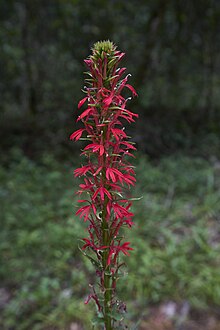 Lobelia cardinalis