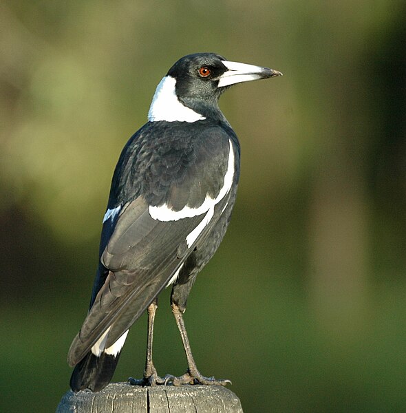 File:Magpie samcem05.jpg