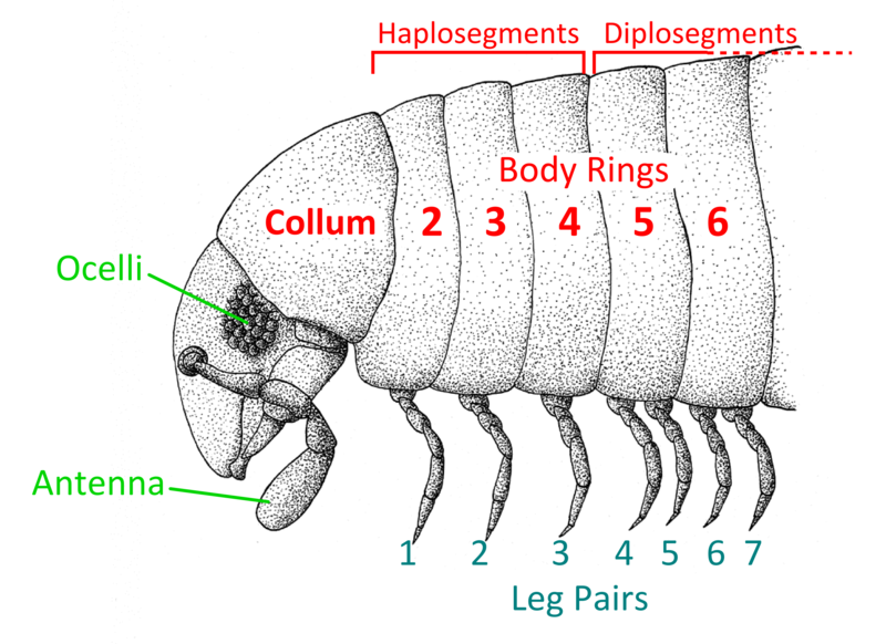 File:Millipede anterior anatomy.png