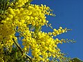 Image 9Yellow mimosa is the symbol of IWD in Italy as well as in Russia, Ukraine and many other ex-Soviet Union republics (from International Women's Day)