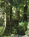 Evidence of 1860s logging is visible on notched tree stumps in the park.