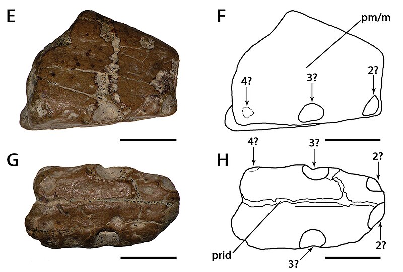 File:Ornithocheirus platystomus.jpg