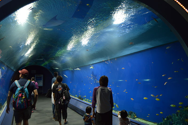 File:Osaka Aquarium Kaiyukan 2013-09F.JPG