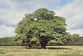 A Pedunculate oak in Denmark