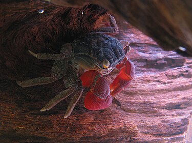 Perisesarma bidens (Decapoda: Sesarmidae)