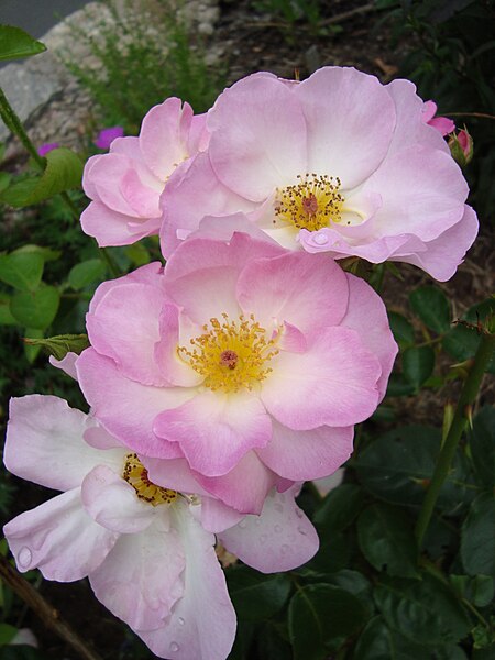 Файл:Rosa Escapade1c.UME.jpg