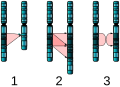 Image 17Three major single-chromosome mutations: deletion (1), duplication (2) and inversion (3). (from Mutation)