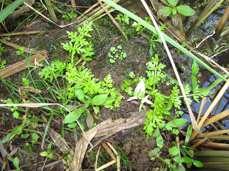 File:Starr-130322-3780-Ceratopteris thalictroides-habit-Hanalei NWR-Kauai (25091406442).jpg