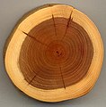 Image 37A section of yew (Taxus baccata) showing 27 annual growth rings, pale sapwood and dark heartwood (from Tree)