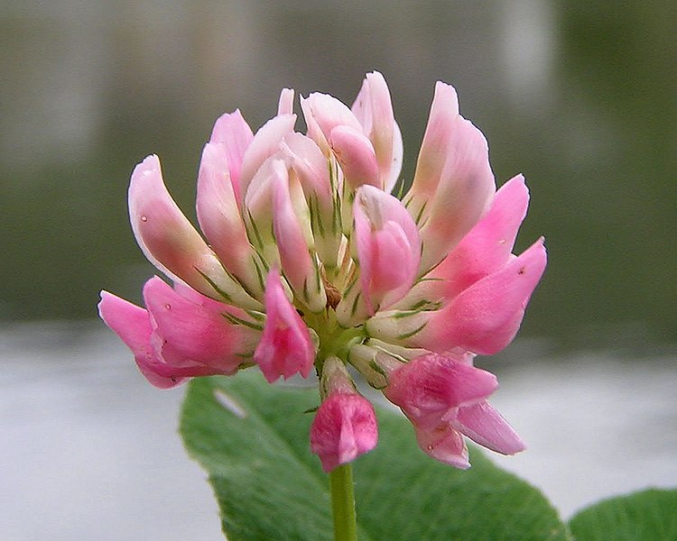 File:Trifolium hybridum01.jpg