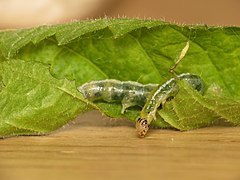 Udea prunalis, гусеница