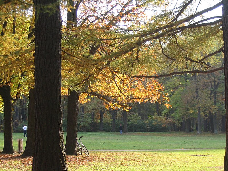 Файл:Udelny Park Larchs.jpg