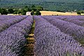 Lavender fields in the Vaucluse, in Provence