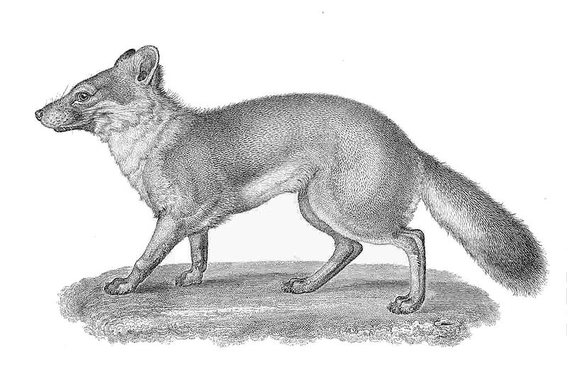 File:Vulpes littoralis.jpg