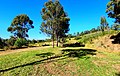 Woody grassland (savanna)