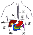 Digestive organs.