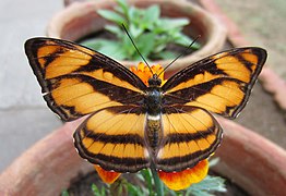 相思帶蛺蝶(雌蝶) A. nefte♀