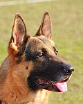 A male German Shepherd showing the long muzzle, black mask and nose and brown, medium-sized eyes