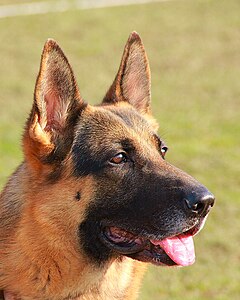 A male German Shepherd showing the long muzzle, black mask and nose and brown, medium-sized eyes