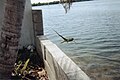 Iguana found in the Florida Keys, diving into the sea.