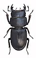 Оленёк обыкновенный (Dorcus parallelipipedus). Самец