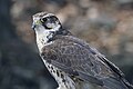 Saker Falcon