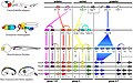 Image 8Homologous hox genes in such different animals as insects and vertebrates control embryonic development and hence the form of adult bodies. These genes have been highly conserved through hundreds of millions of years of evolution. (from Evolutionary developmental biology)