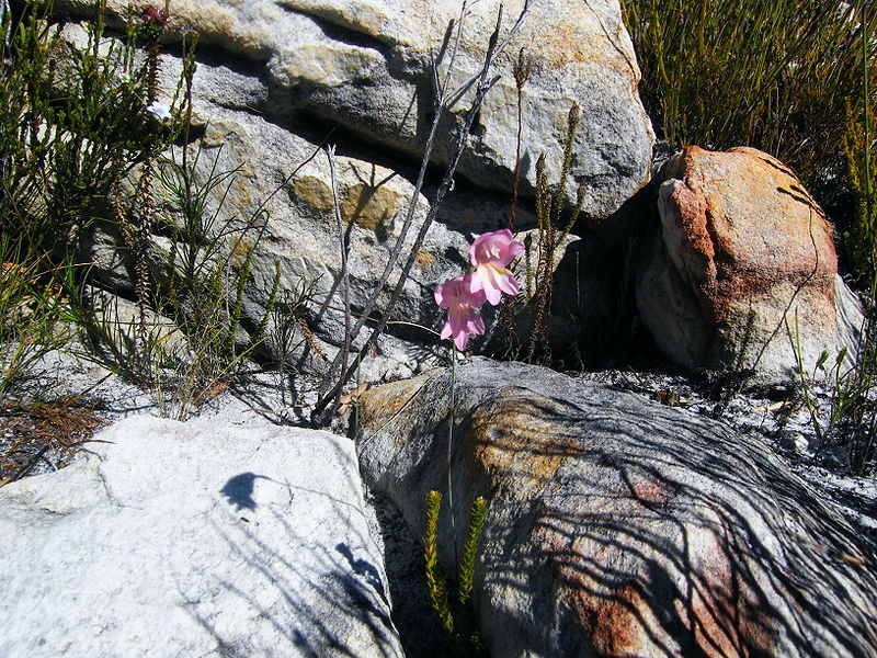 Archivo:Gladiolus brevifolius.jpg