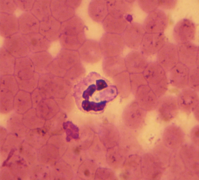 Gamonte de Hepatozoon canis (Hepatozoidae)