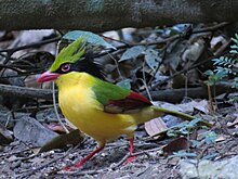 Indochinese green magpie.jpg