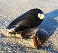 Blue Mussels on the beach of the Baltic sea