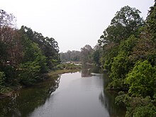 a forest on the banks of a river