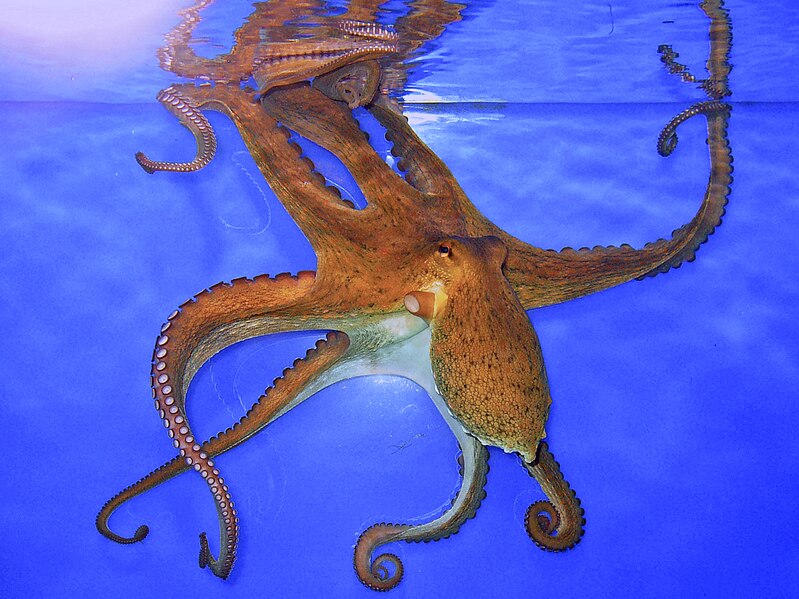 File:Octopus vulgaris 02.JPG