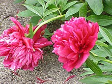 Paeonia officinalis officinalis0.jpg