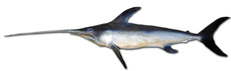 Файл:Swordfish-0026a.png