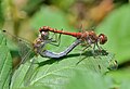 Sympetrum striolatum