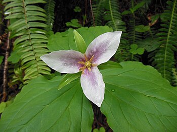 Pacific trillium in the Coast Range