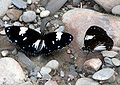 Magpie Crow (Euploea radamanthus) in Jairampur, Arunachal Pradesh, India.