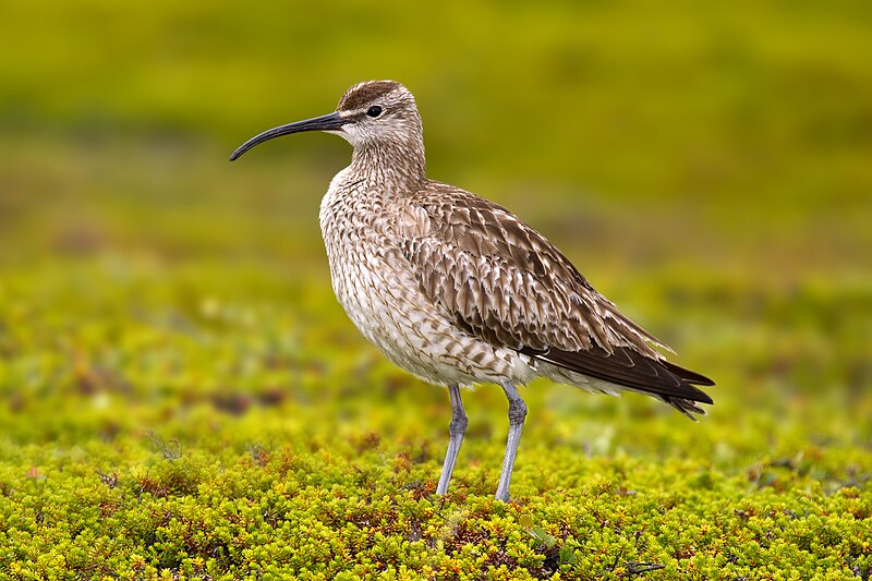 Файл:Whimbrel Numenius phaeopus.jpg