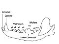 Image 19A wolf mandible diagram showing the names and positions of the teeth (from Dog anatomy)