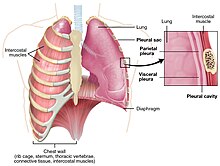 2313 The Lung Pleurea.jpg